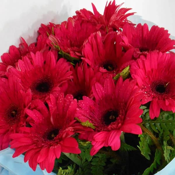 Serene Beauty A bunch of Pink Gerbera flowers Bouquet — view 2 of 2