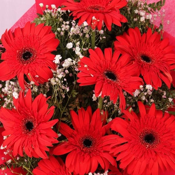 Red Elegance Gerbera Flowers  Bunch — view 3 of 3